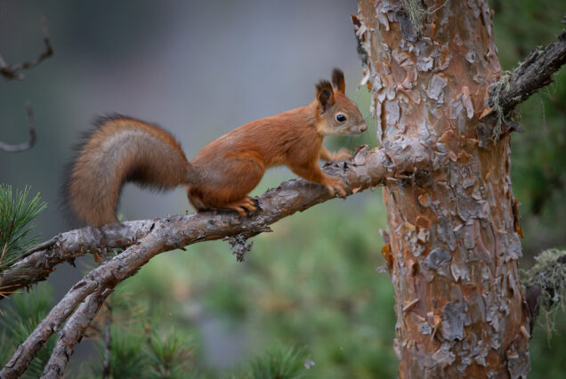 Squirrel on the Pine Tree in Tusheti