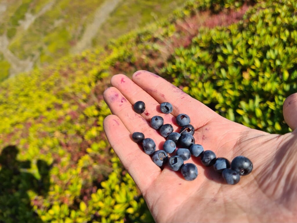 Berries from Tusheti