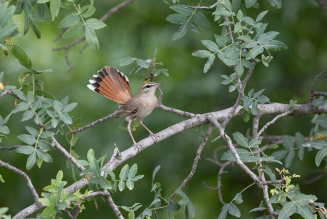 Rufous-tailed scrub robin (Cercotrichas galactotes) Very Abundant Along Iori River in Chachuna