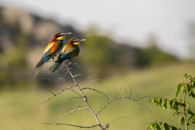 Dirty Beaks of Bee Eaters (Merops apiaster) Tell us that they are in the middle of Nest Renovation