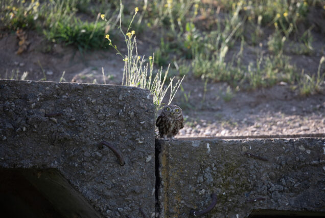Little Owls (Athene noctua) Spending Day Next to its Dwell.