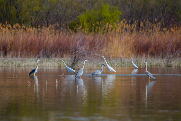Breakfast of Herons and Egrets at Dali Lake