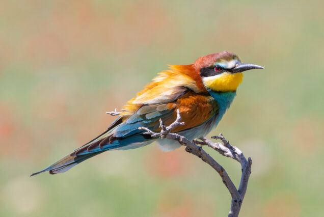 Bee Eater (Merops apiaster) Showing its Colours