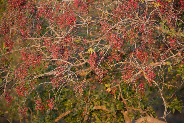 Drupes of Pistachio tree (Pistacia Atlantica)