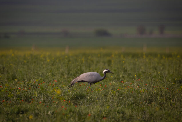 Demoiselle Crane (Grus virgo) on the Way to Vashlovani National Park