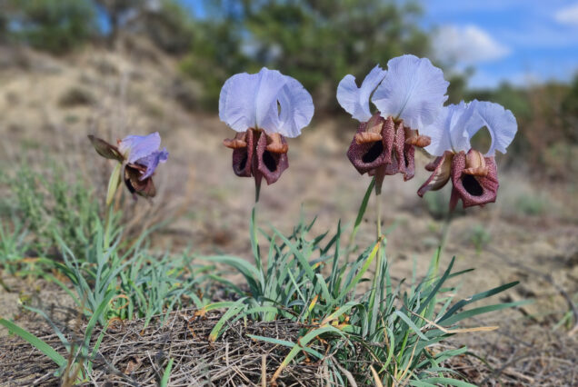 Iberian Flag (Iris iberica) in Vashlovani. The park offers big Diversity of Endemic Plants