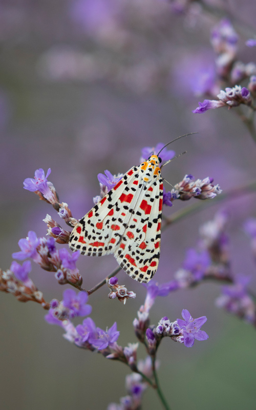 Explore Rich Entmo-fauna of Caucasus Contact Us to Book.