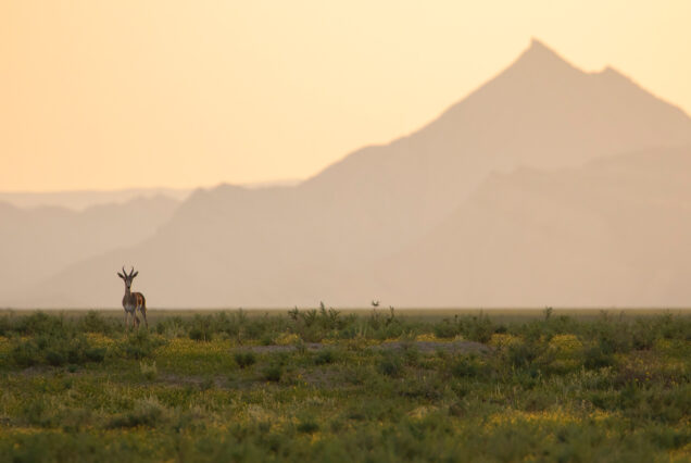 Male Goitered Gazelle (Gazella subgutturosa) in Samukhi Valley, Near Vashlovani National Park