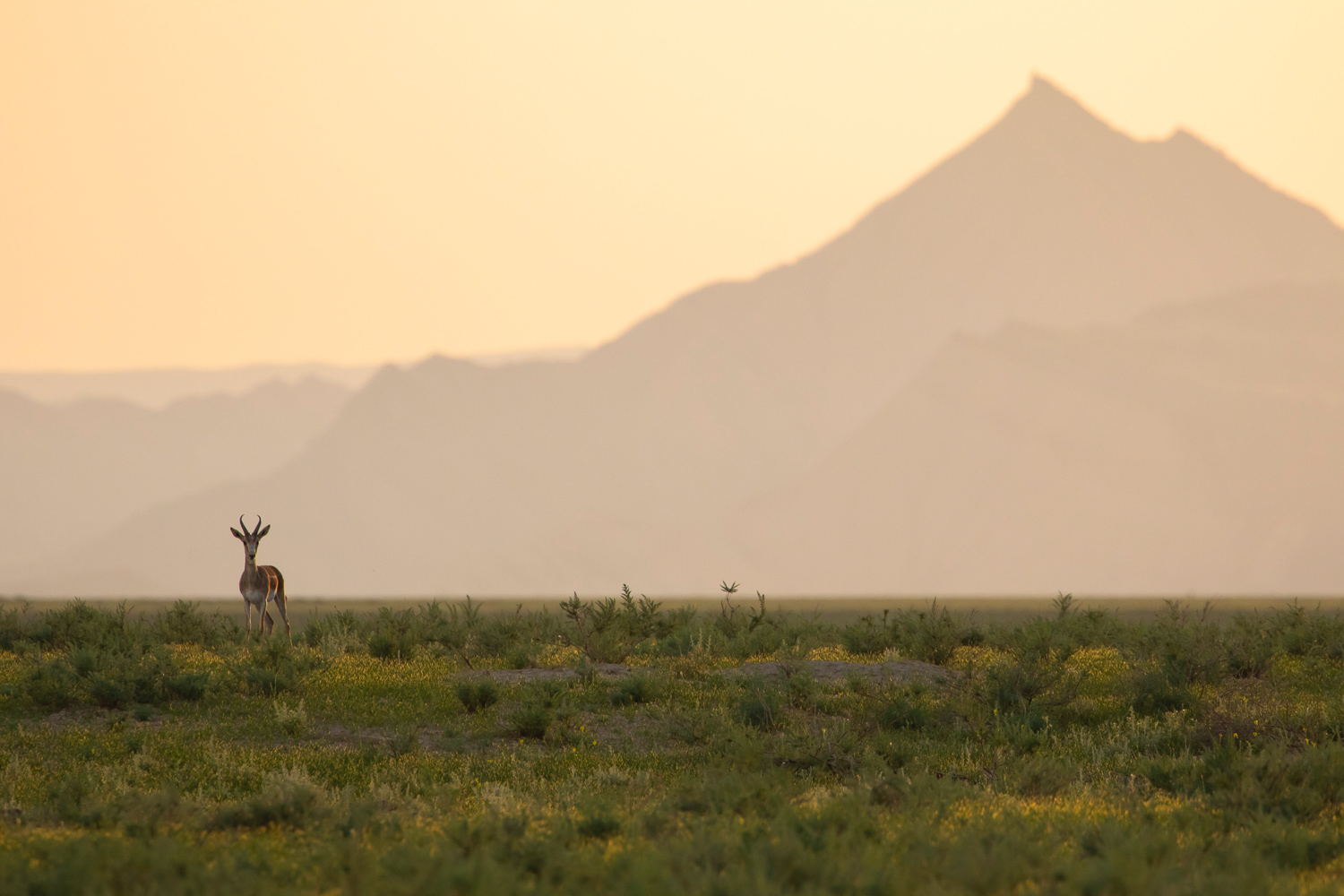 Male Goitered Gazelle (Gazella subgutturosa) in Samukhi Valley, Near Vashlovani National Park