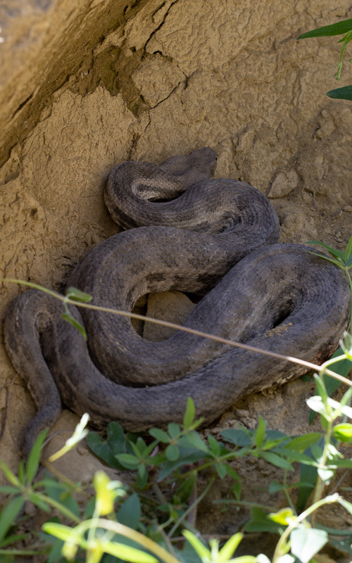 Contact Us to book Herping (Reptile) Tour