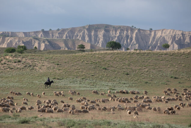 Shepherd Accompanying Sheep Flock in Vashlovani