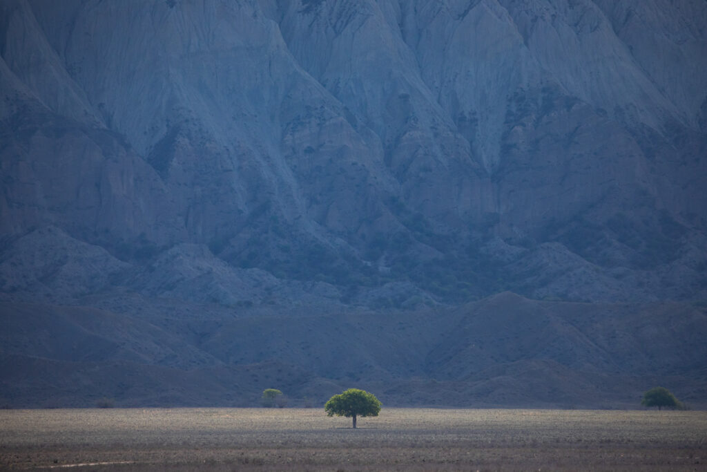 Lonely pistachio tree under spotlight standing in front of the high vertical cliffs of Vashlovani National Park
