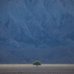 Lonely pistachio tree under spotlight standing in front of the high vertical cliffs of Vashlovani National Park