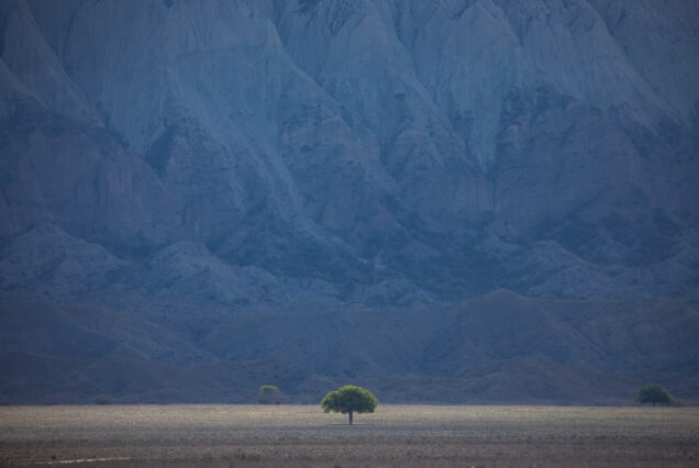 Lonely pistachio tree under spotlight standing in front of the high vertical cliffs of Vashlovani National Park