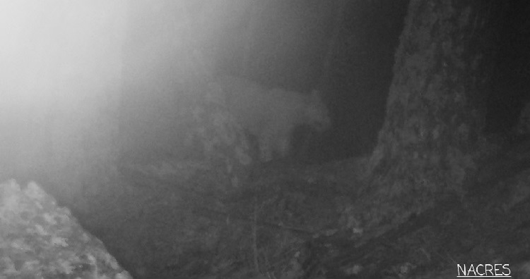 Ellusive leopard in Tusheti 2021