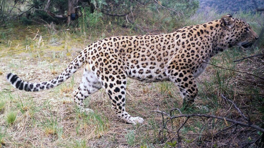 Leopard in Vashlovani, captures by Nacres, Biodiversiti conservation in georgia