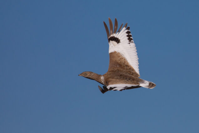 Samukhi Valley near Vashlovani National Park is Wintering Area of Tens of Thousands of Little Bustards (Tetrax tetrax)