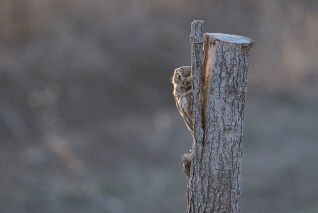 Shy Little Owl (Athene noctua) Checking is Photographer is Still There