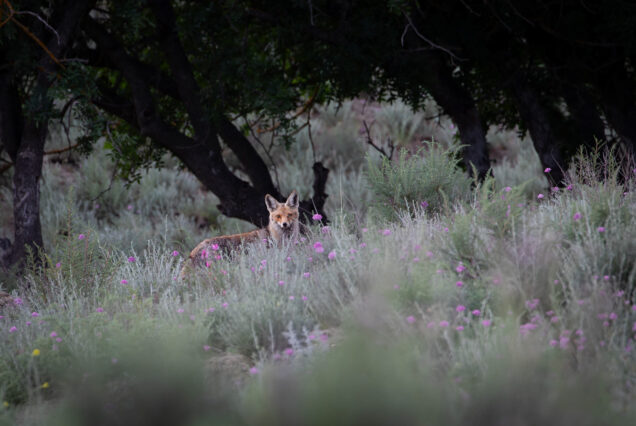 Red Fox (Vulpes vulpes) among flowers
