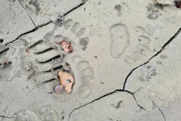 Brown Bear (Ursus arctos) Tracks as seen during our Safari
