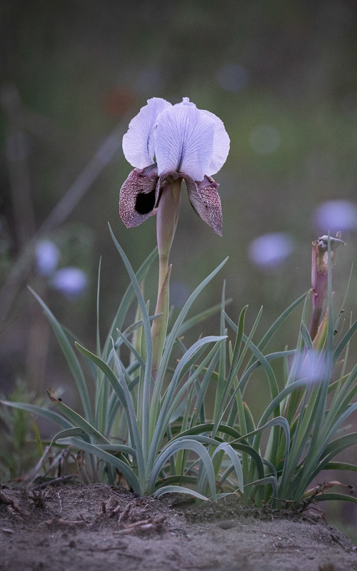 Contact Us to Book Botanical Tour to See Endemic Plants