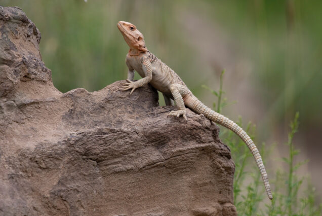 Caucasian Agama (Paralaudakia caucasica) Sunbathing on the Sandstone and Keeps an Eye on Visitors