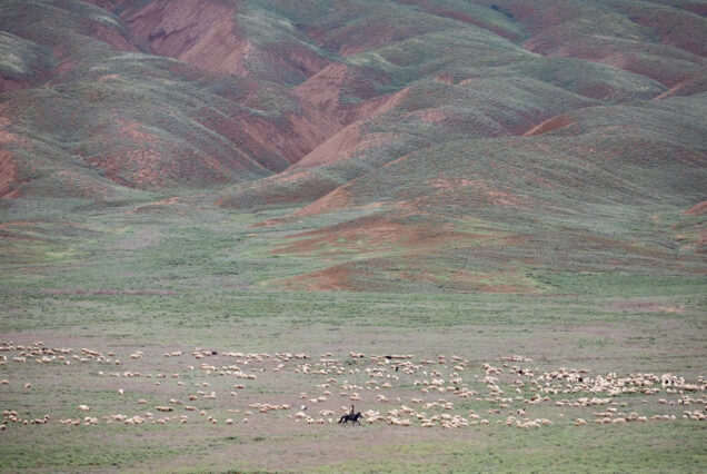 Shepherd Riding Horse Around Big Flock of Sheep