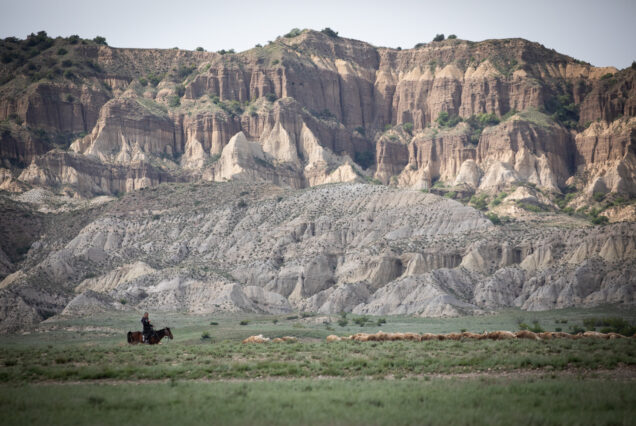 Shepherd Riding Horse Around Big Flock of Sheep