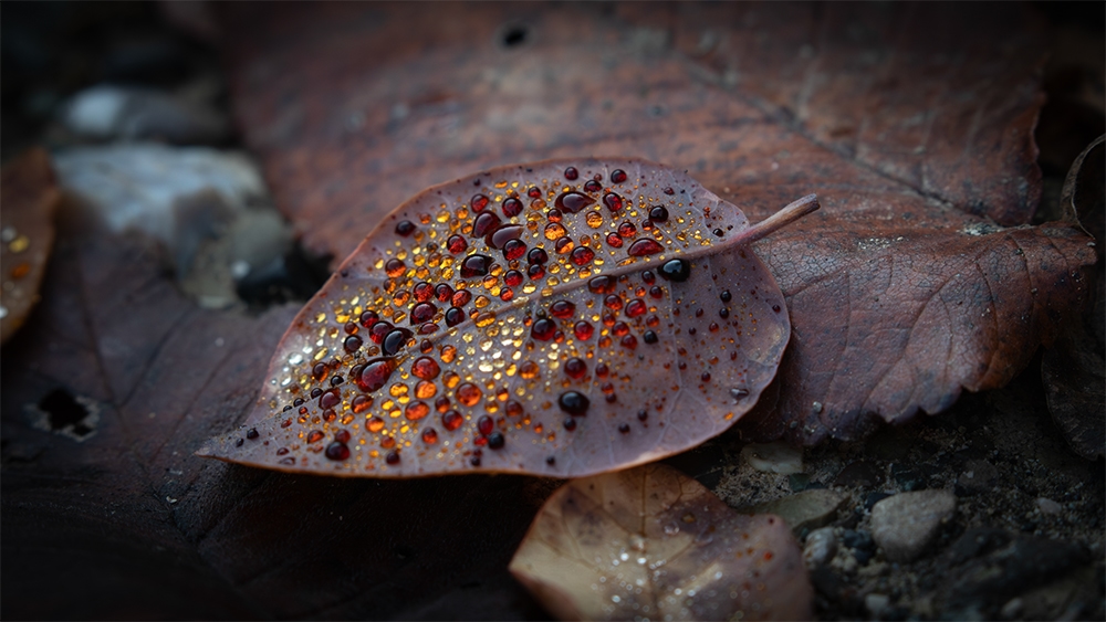 One of the reasons why Vashlovani never gets boring is details like this. When autumn, Smoke Bush leaves, and humid weather meet, a strange phenomenon occurs in the riverbeds.