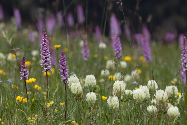 Meadow in Tusheti