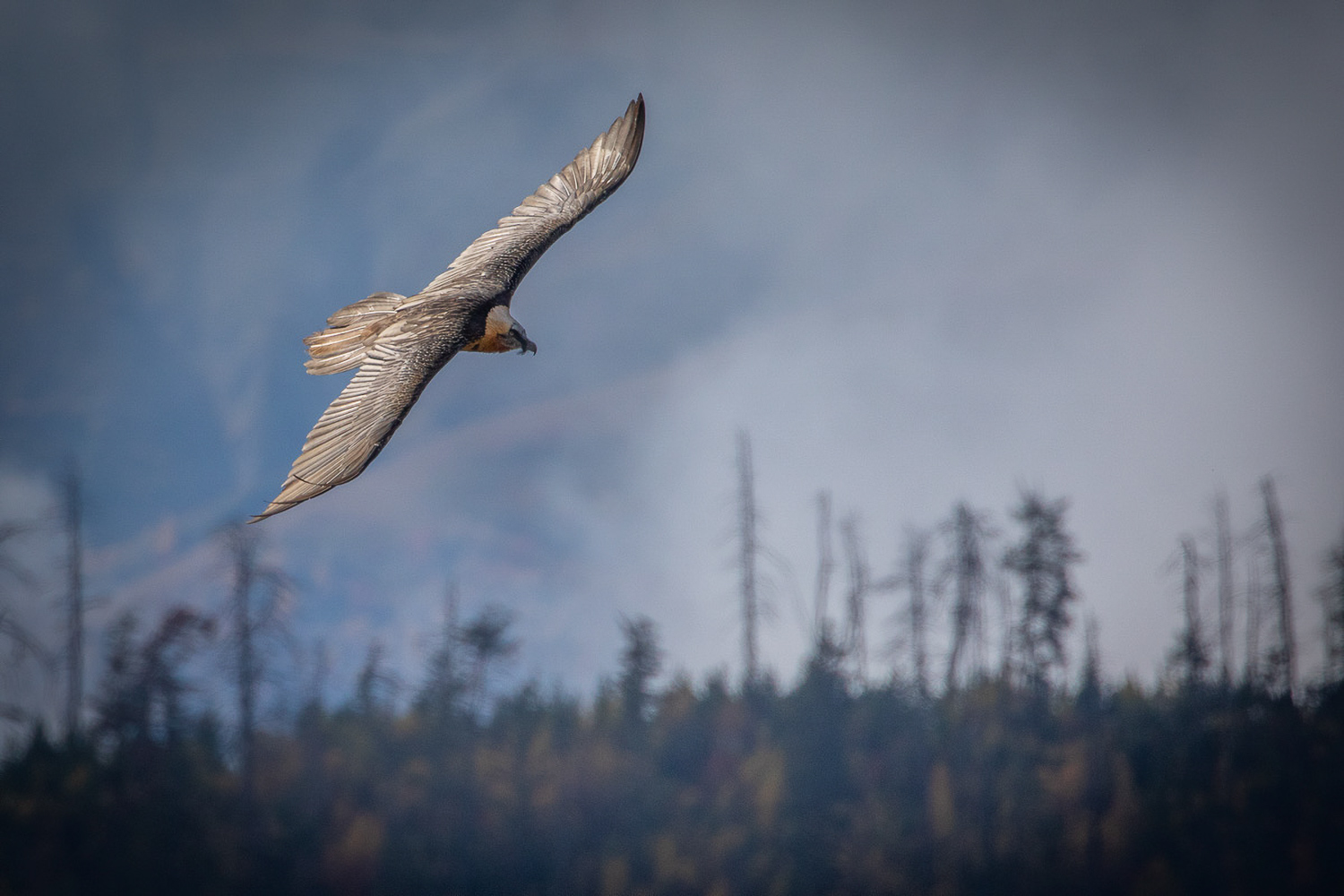 Bearded Vulture Scanning Remains after Local Celebration