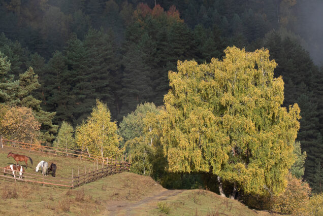 Horses Kept in a Beautiful Corner of Tusheti