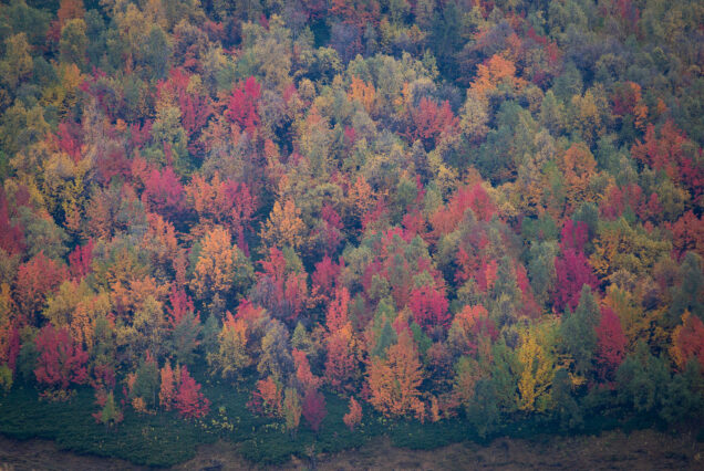 Mesmerising Alpine Forests of Tusheti in Autumn