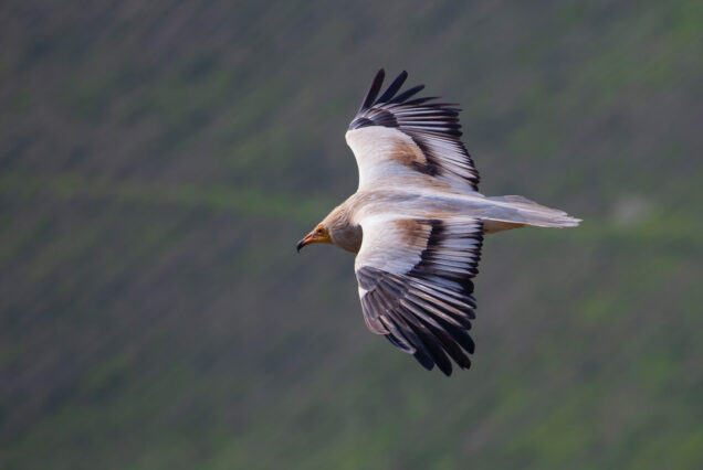 Egyptian Vulture (Nephron percnopterus) Investigating Area Around Photographer, Eagle Canyon