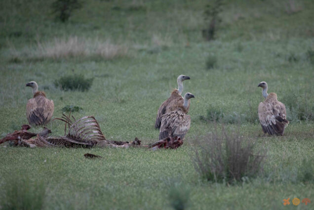 Griffon Vultures (Gyps fulvus) Venue Around Horse Carrion