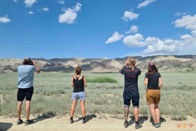 Watching Goitered Gazelles (Gazella subgutturosa) never gets Enough