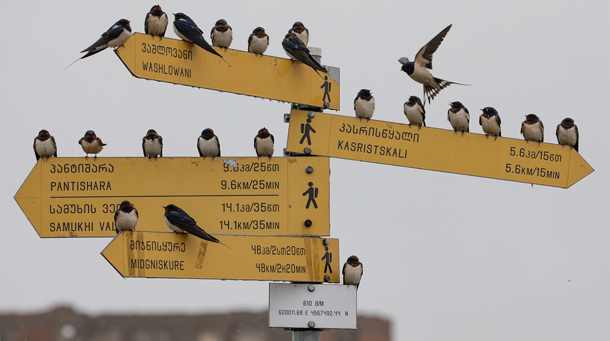 Vashlovani National Park is generally equipped with tourist signage, but be cautious. Some signs contain incorrect information, and others are missing or damaged.