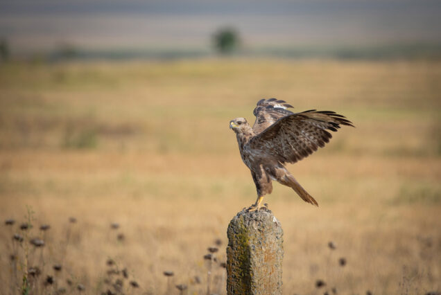 Shiraki valley is favoured place for raptors.