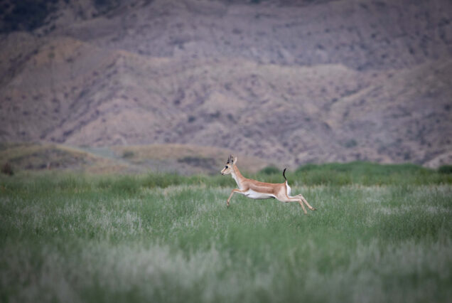Gazelle in Samukhi Valley.