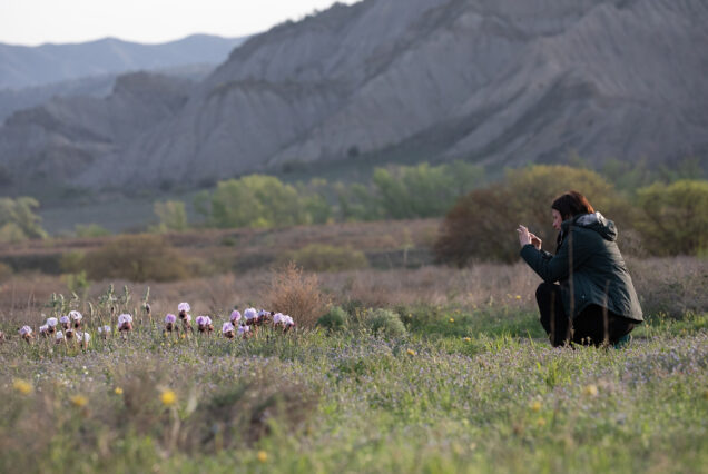 Iberian Flag (Iris iberica) is one of the highlights of Vashlovani.