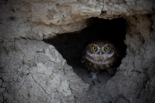 Attentive eye may notice Little Owls (Athene noctua) along the road